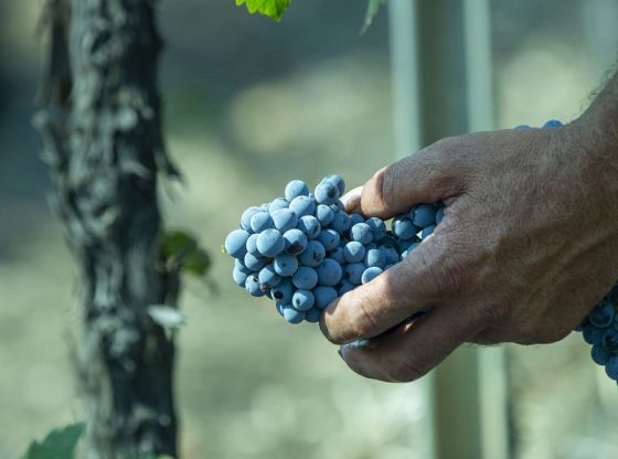 V-lab, l'osservatorio digitale di Cantine Colomba Bianca aperto alla filiera