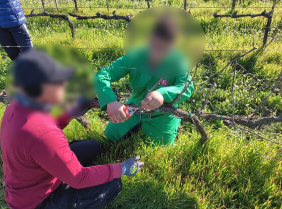 Vino Connect Sicilia: dai banchi alle vigne, il futuro della filiera passa dalle nuove generazioni